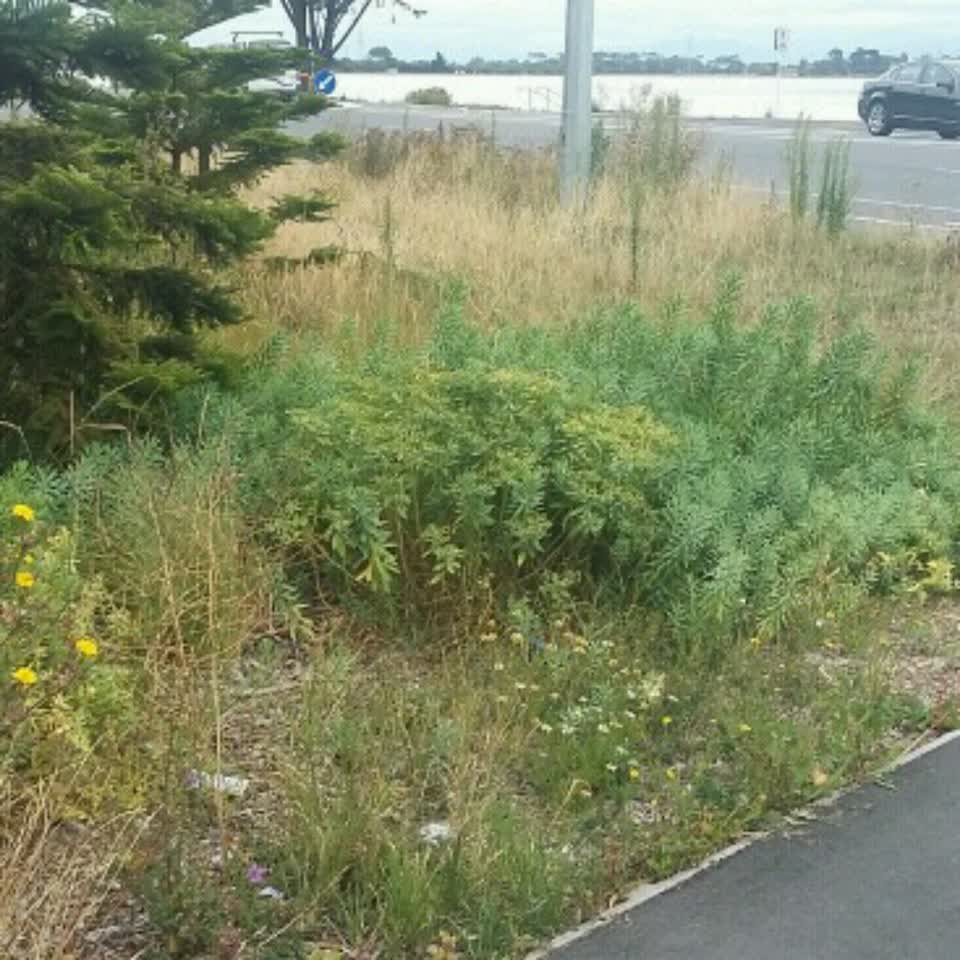 The photograph attached to this parks report