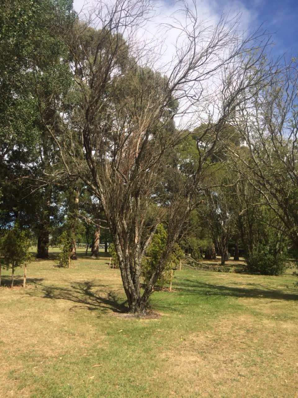 The photograph attached to this parks report