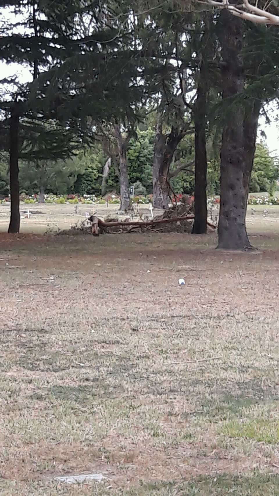 The photograph attached to this parks report