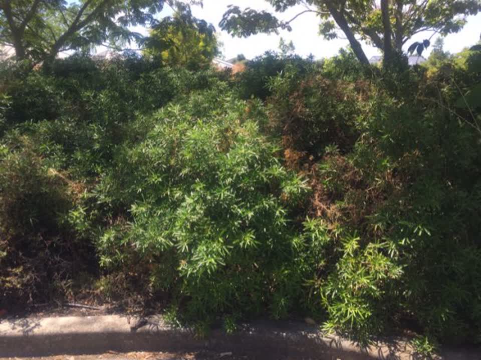The photograph attached to this parks report
