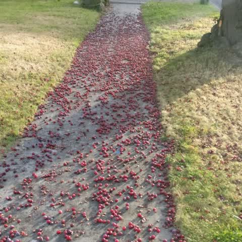 Roading/Streets, a report photo