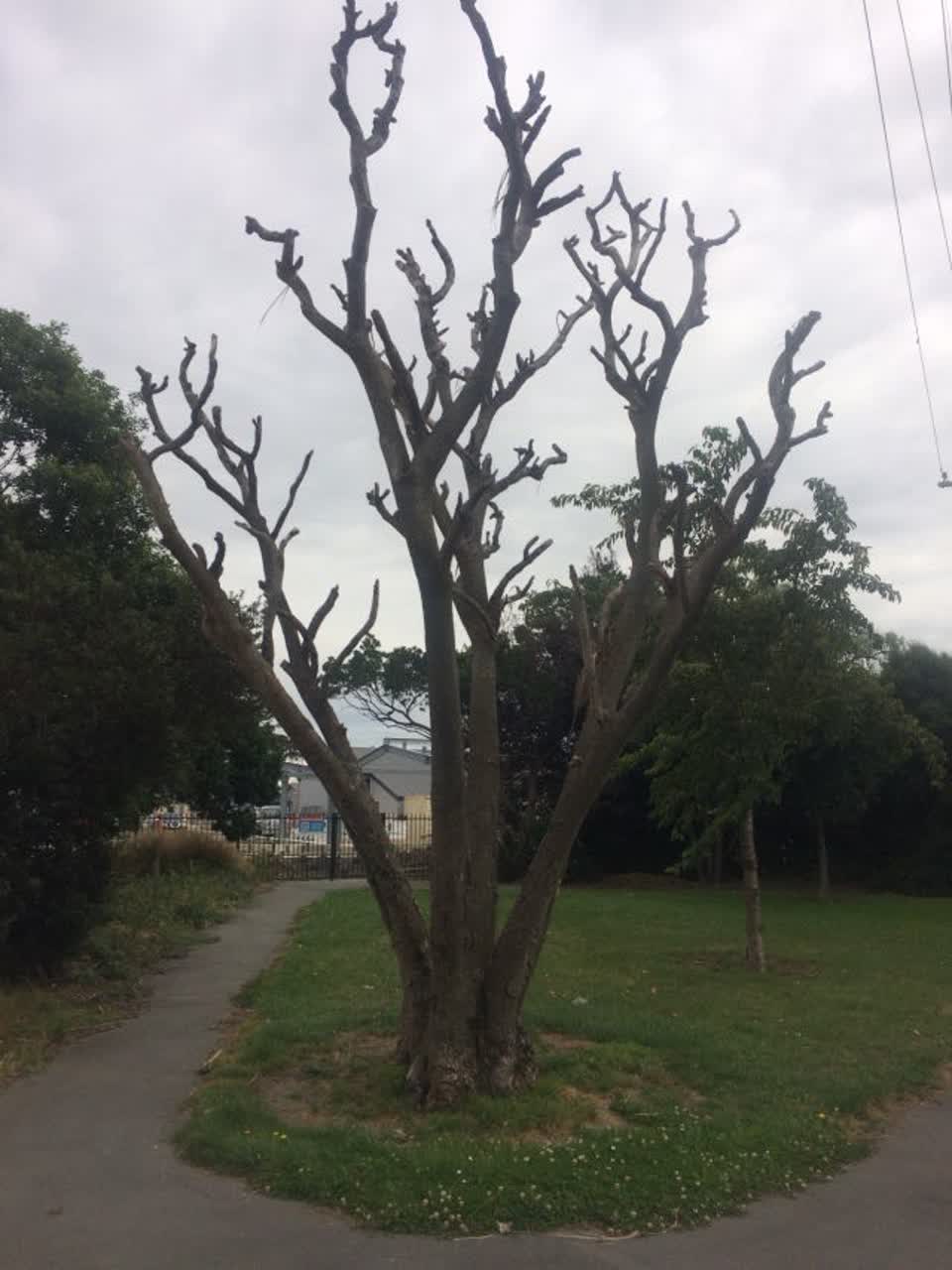 The photograph attached to this parks report