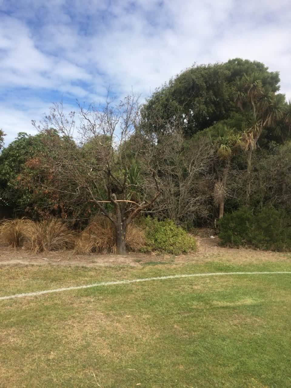 The photograph attached to this parks report