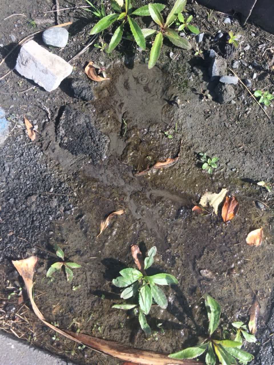 The photograph attached to this wastewater/stormwater report