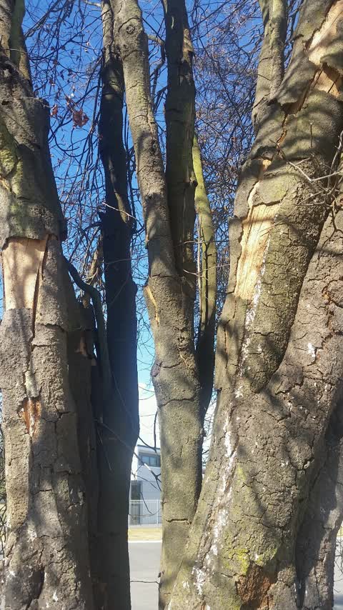 Parks, a report photo
