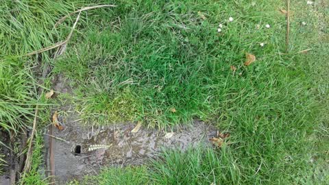 Water Supply, a report photo
