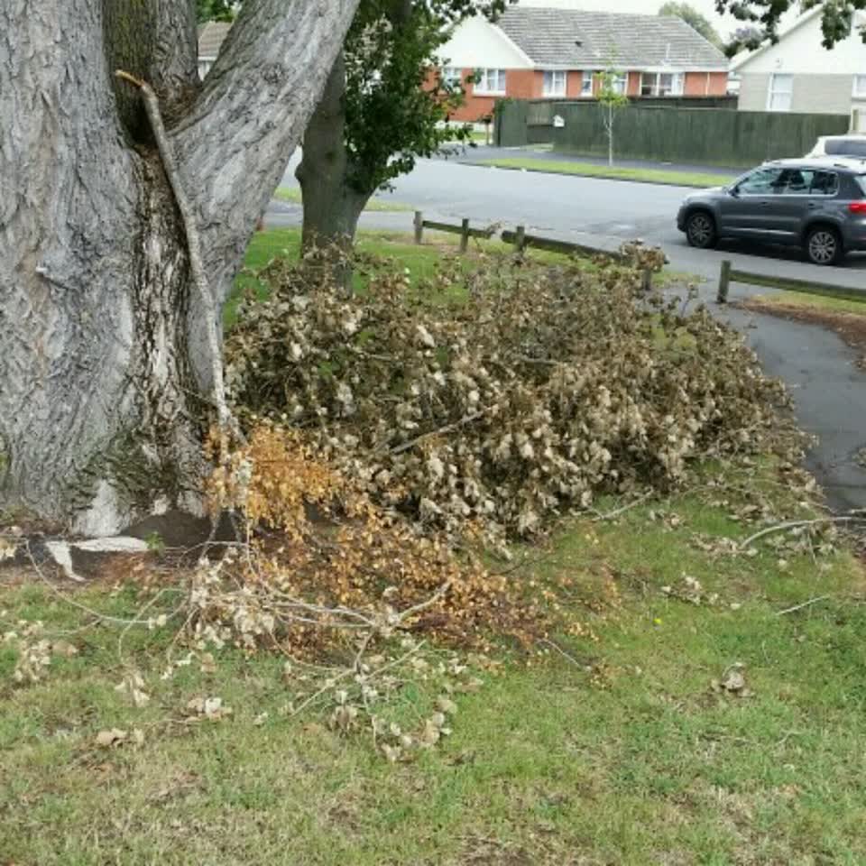 The photograph attached to this parks report