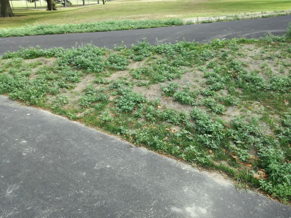 The photograph attached to this parks report