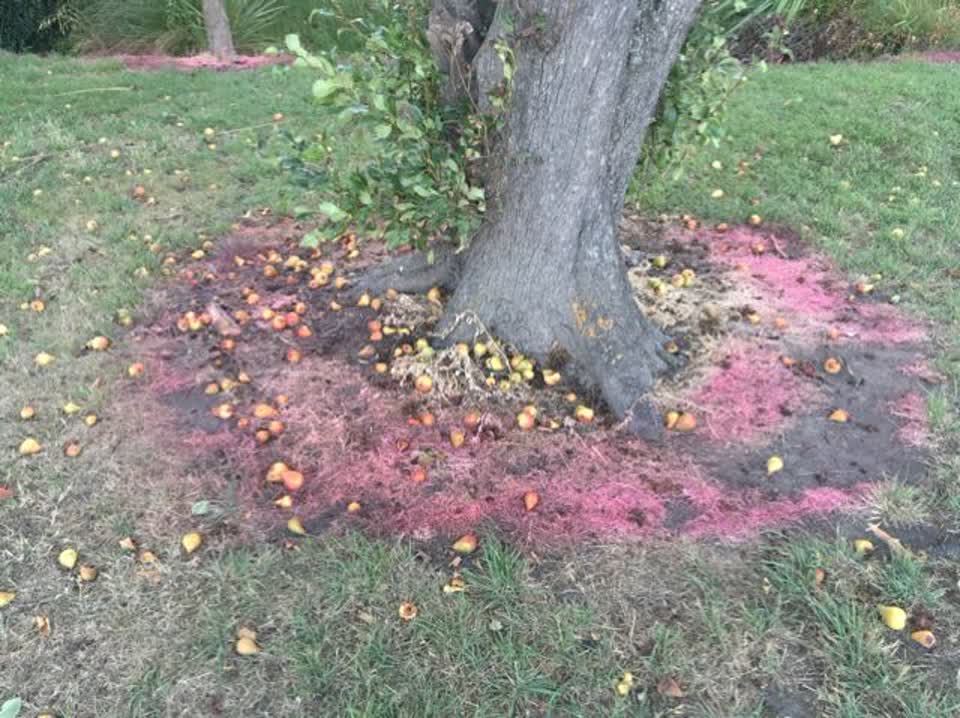 The photograph attached to this parks report
