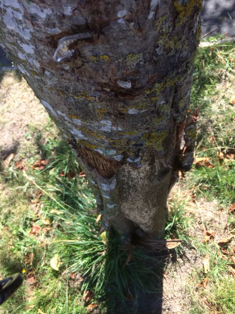 The photograph attached to this parks report