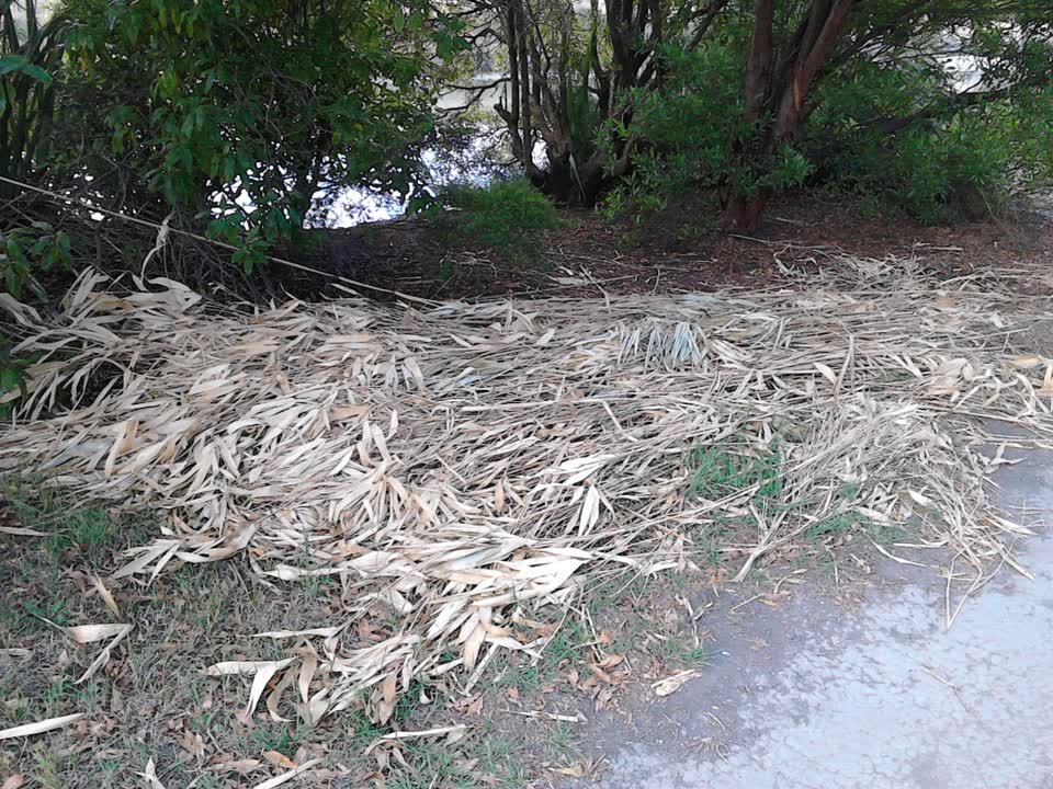 The photograph attached to this parks report