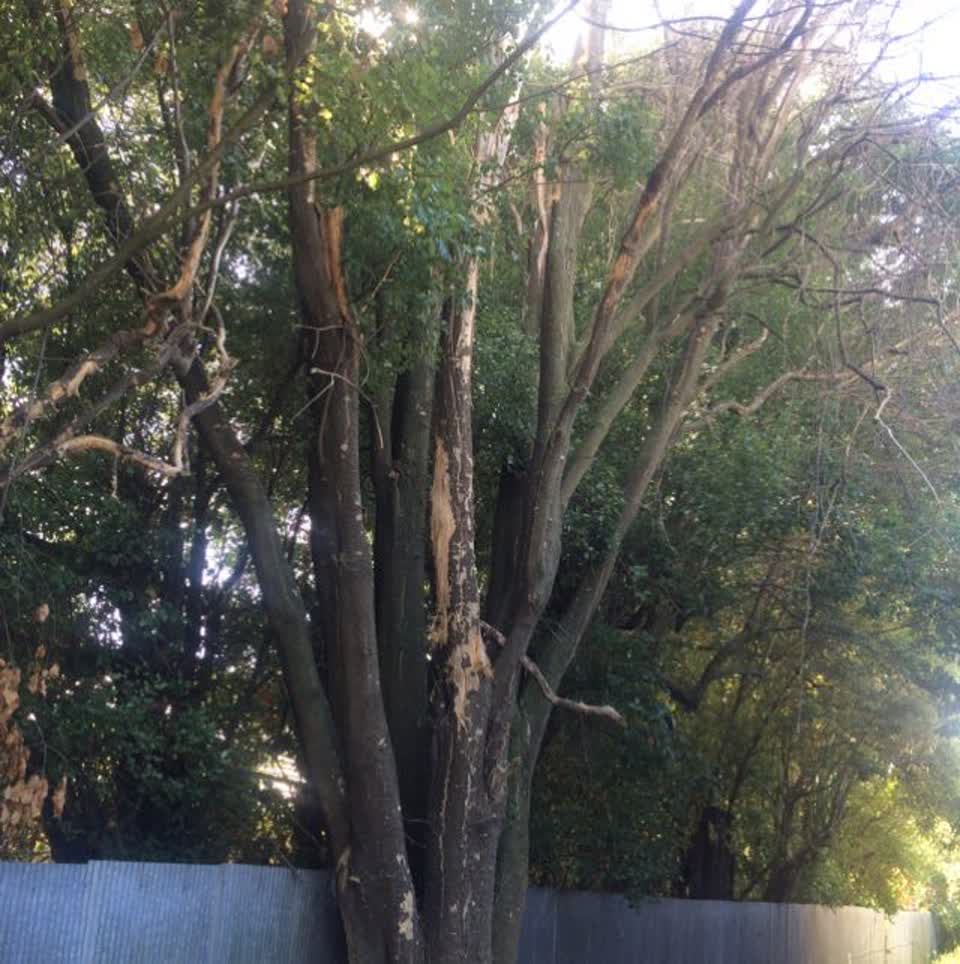 The photograph attached to this parks report