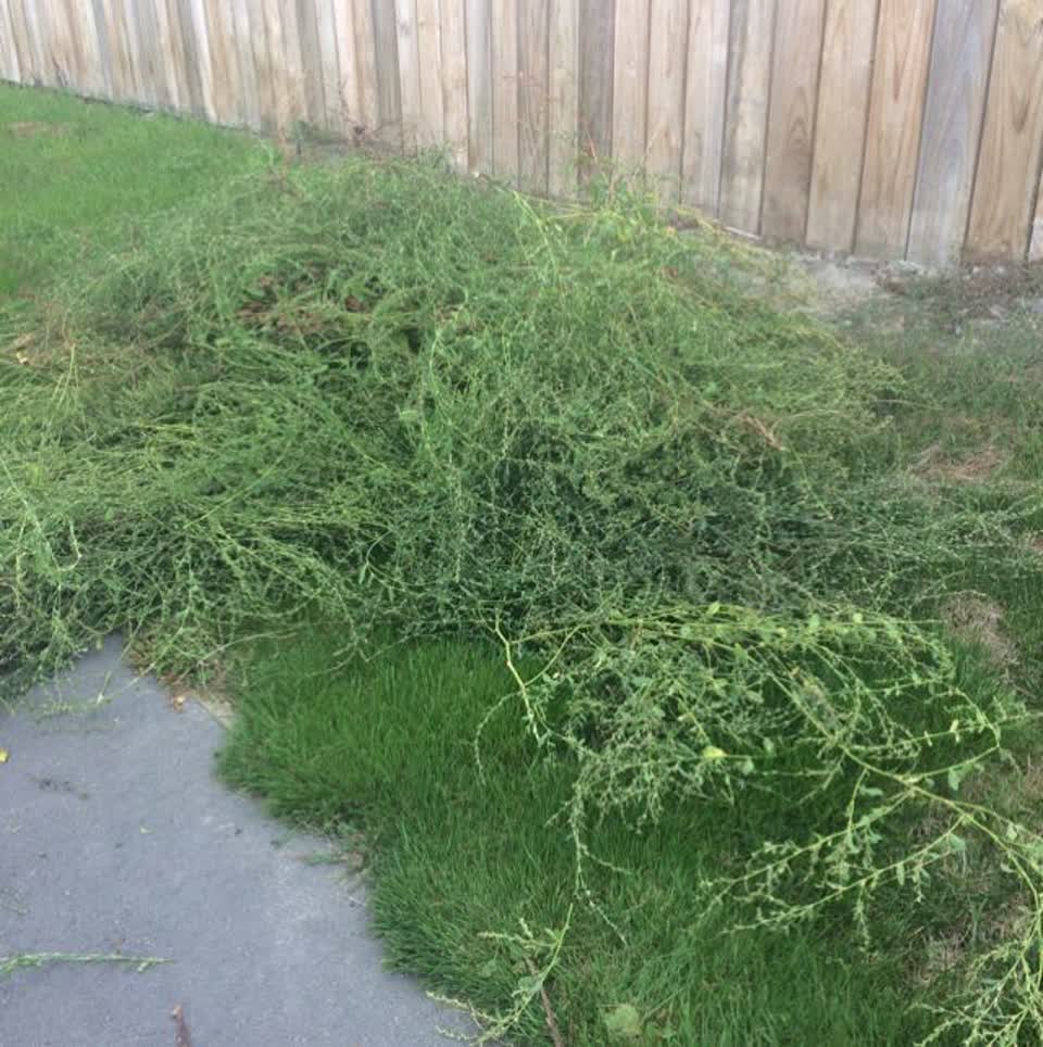 The photograph attached to this parks report