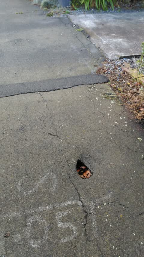 Roading/Streets, a report photo