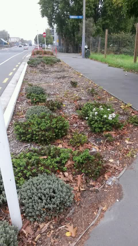 Roading/Streets, a report photo