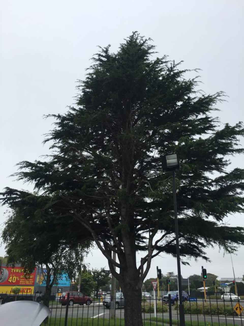 The photograph attached to this parks report