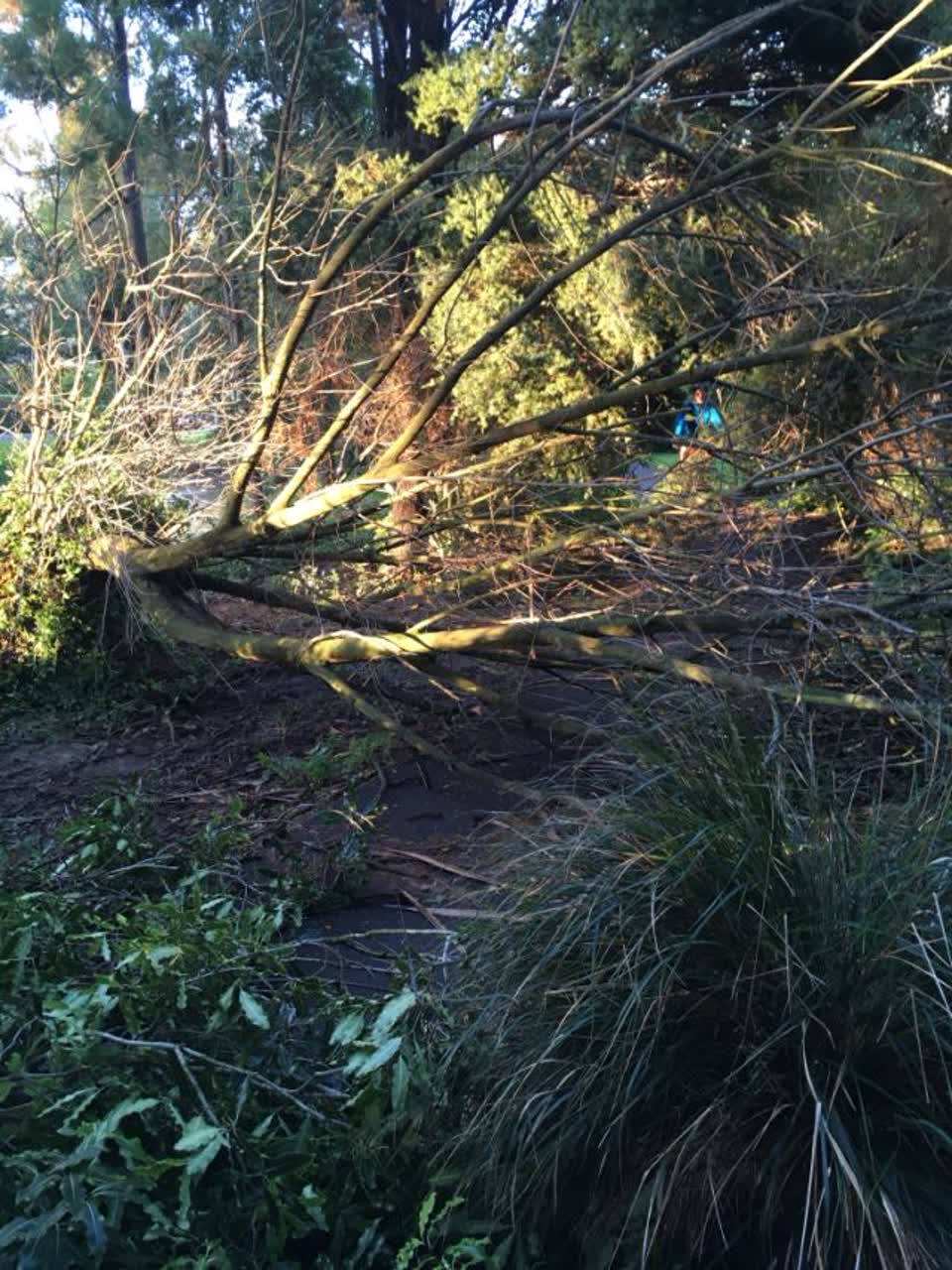 The photograph attached to this parks report