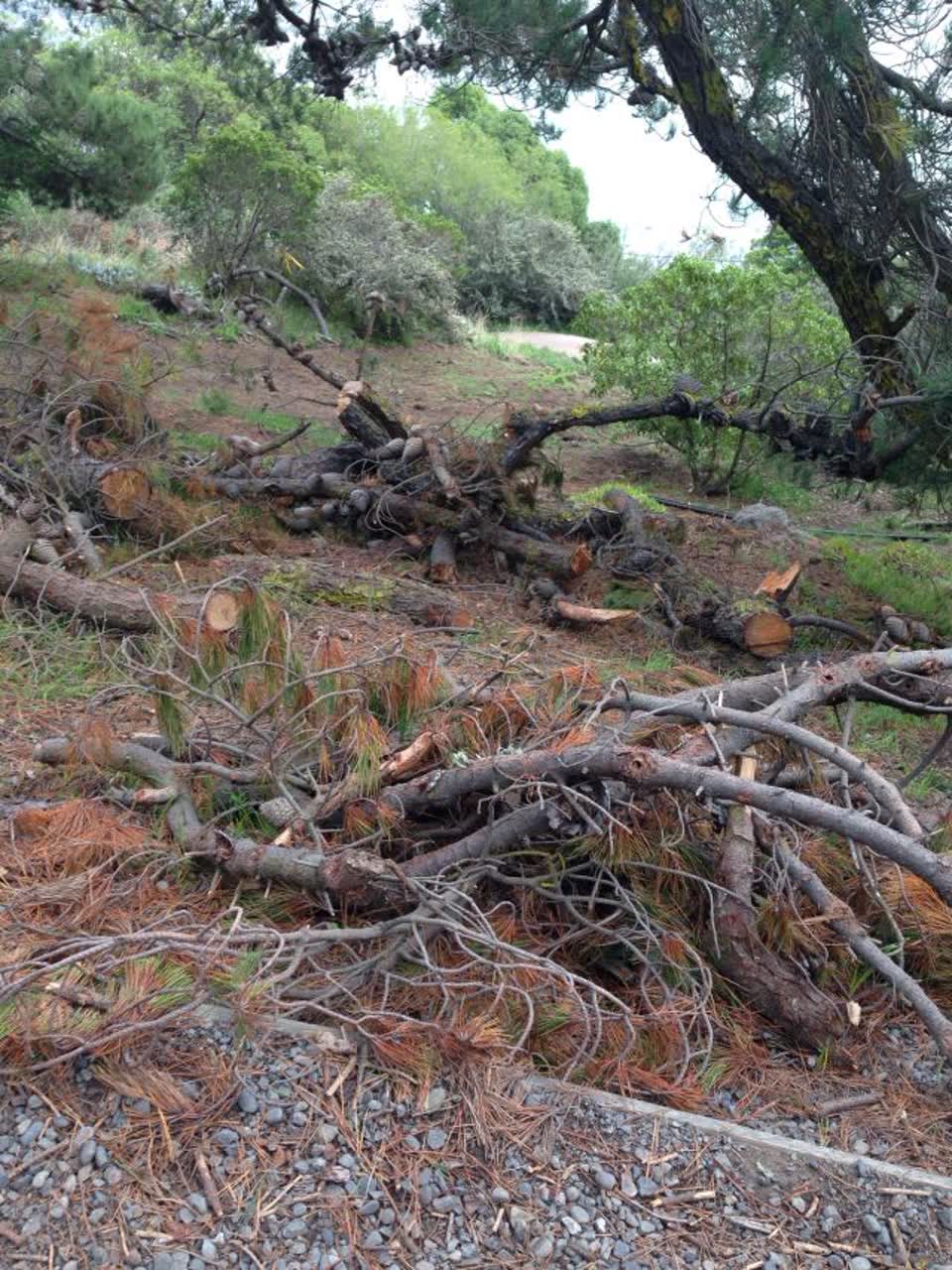 The photograph attached to this parks report