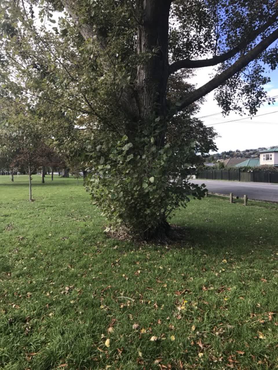 The photograph attached to this parks report