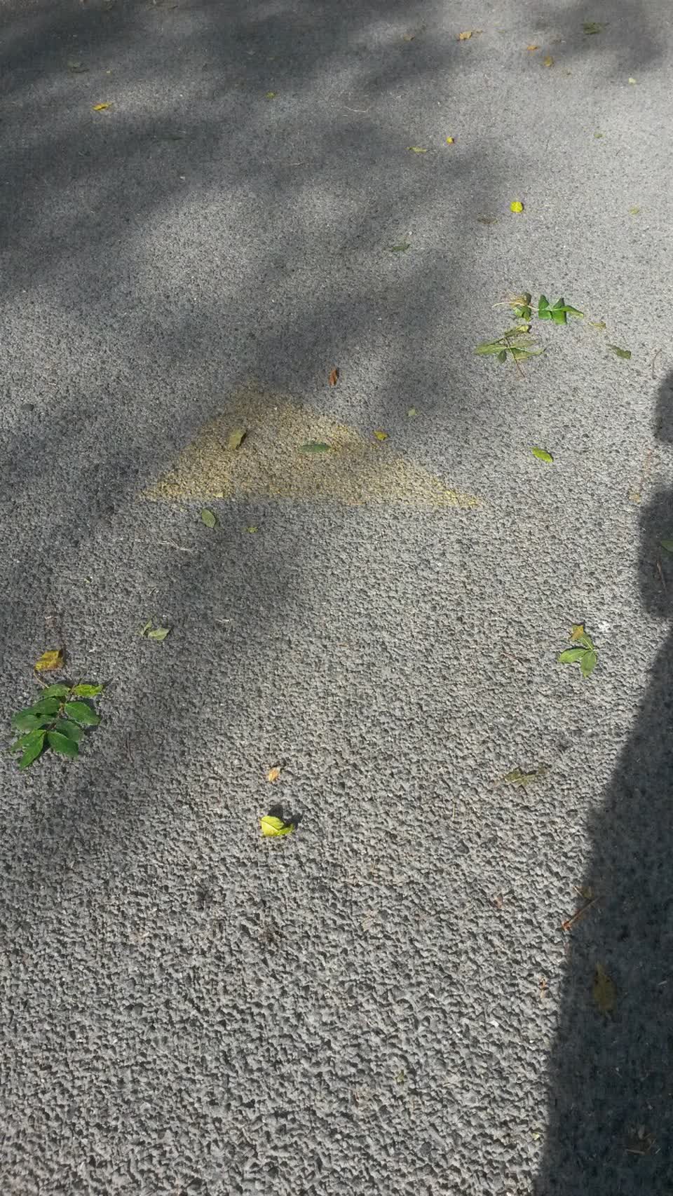 The photograph attached to this parks report