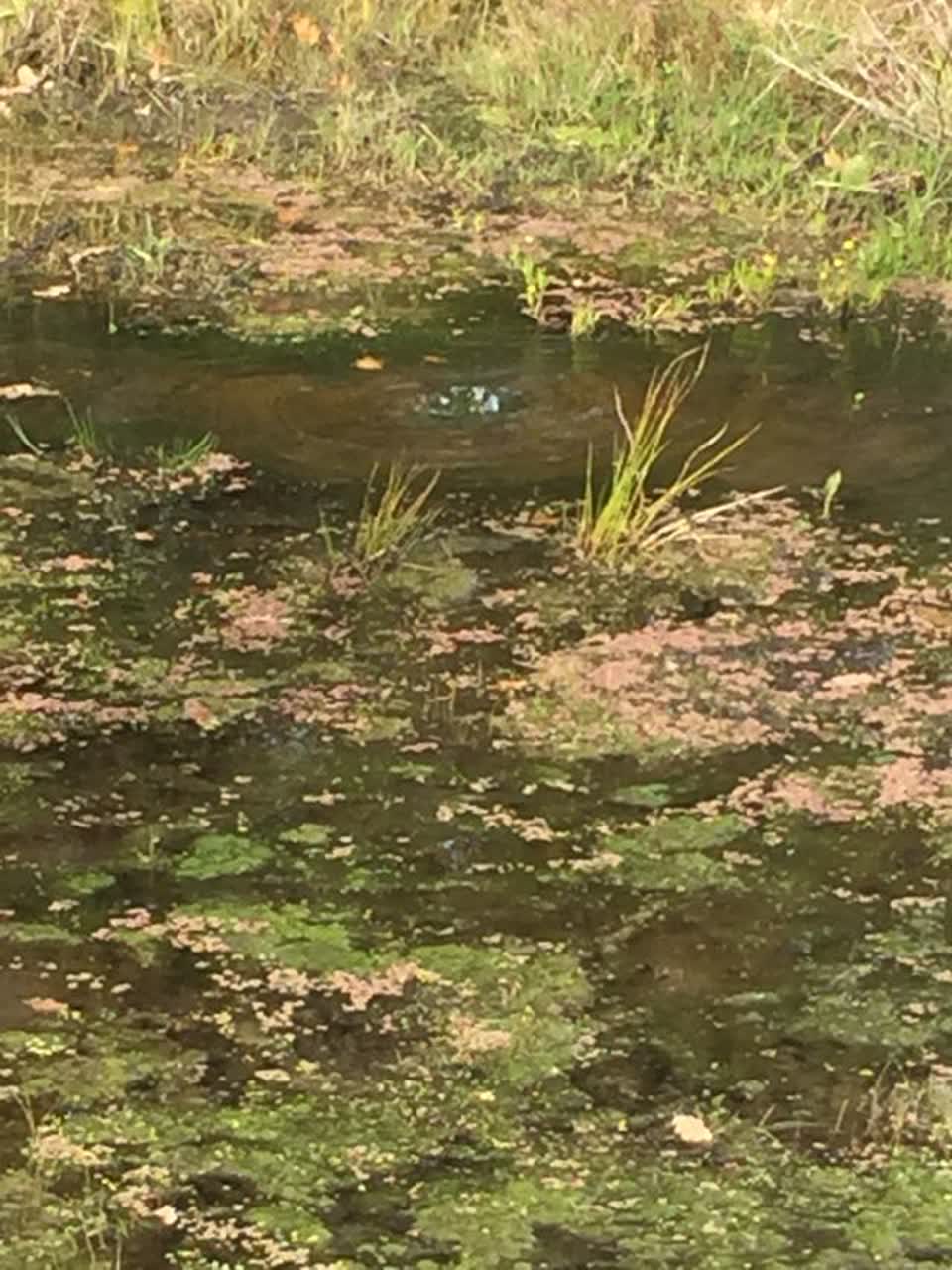 The photograph attached to this water supply report