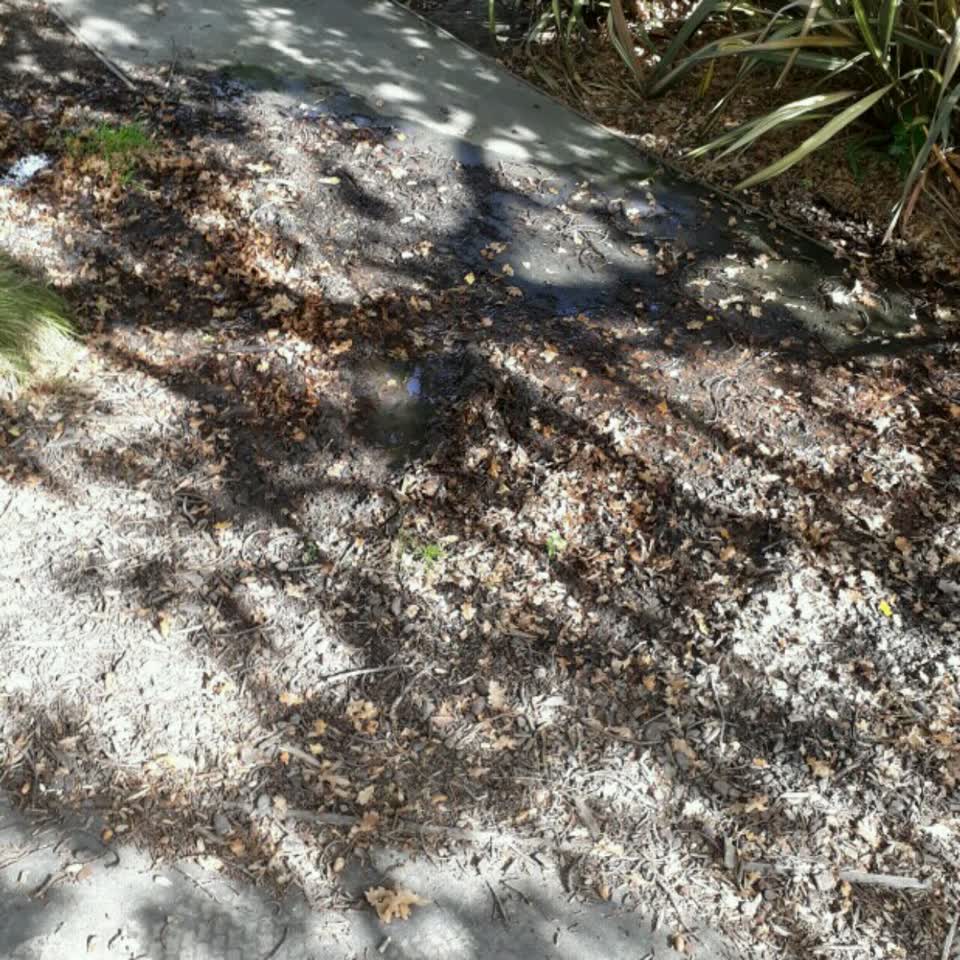 The photograph attached to this parks report