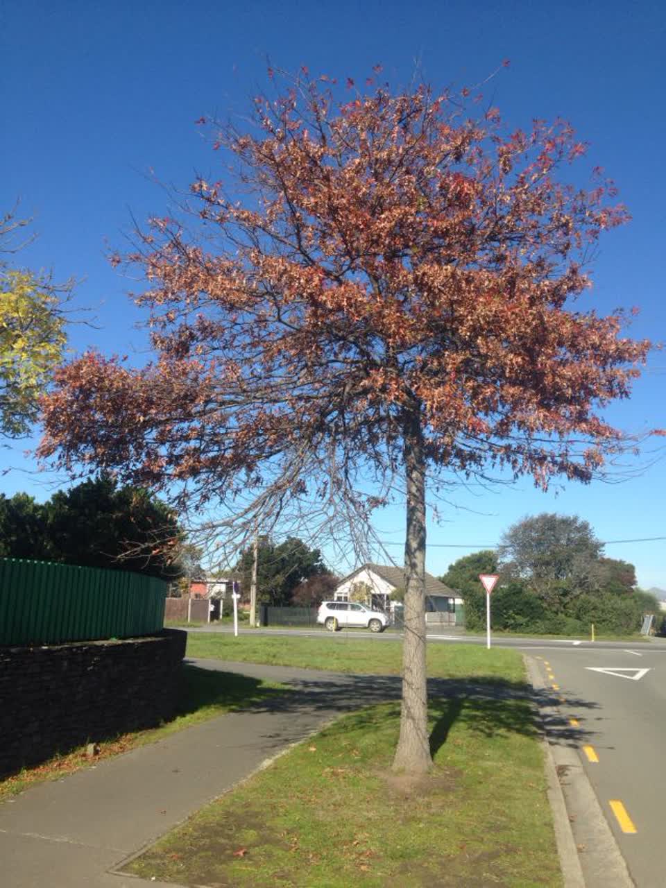 The photograph attached to this parks report