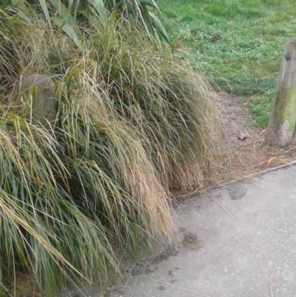 The photograph attached to this parks report