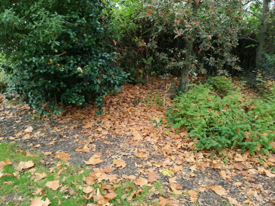 The photograph attached to this parks report