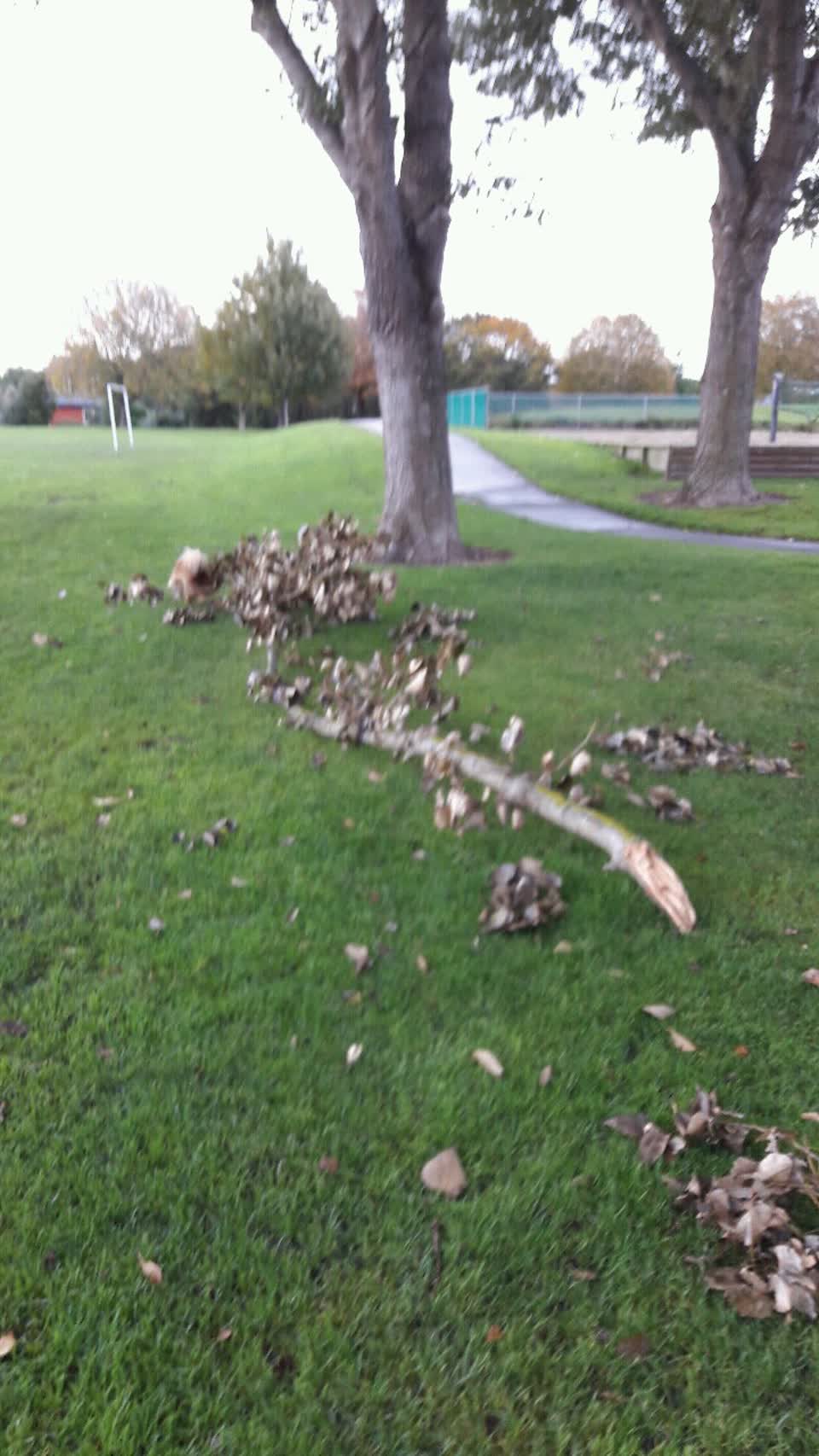 The photograph attached to this parks report