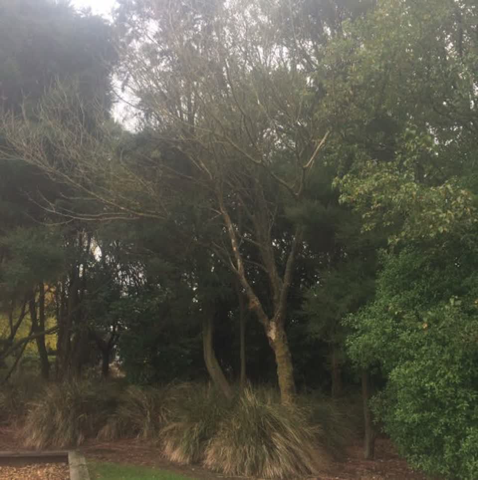 The photograph attached to this parks report