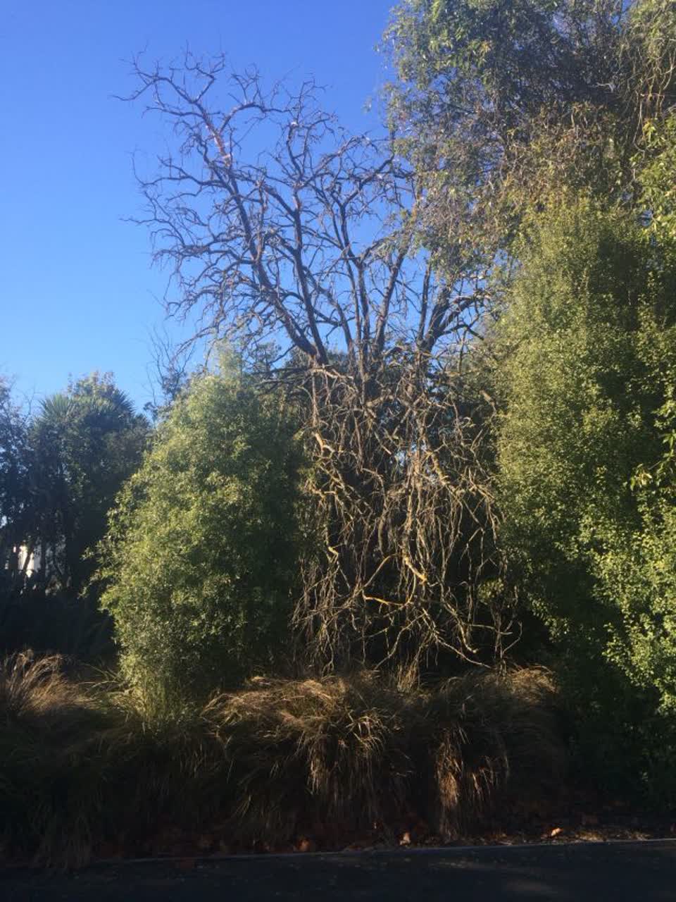 The photograph attached to this parks report