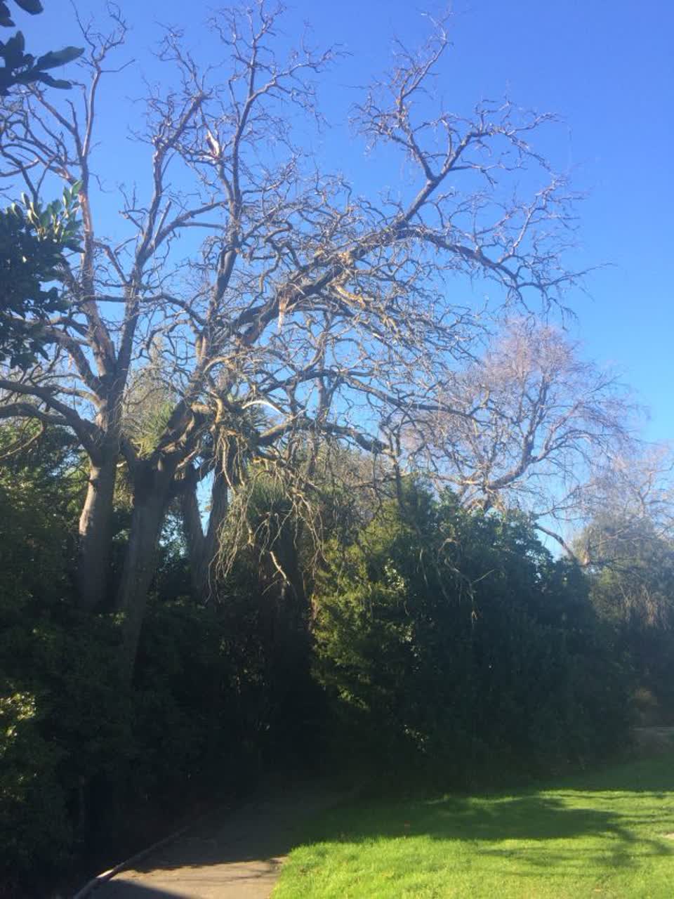 The photograph attached to this parks report
