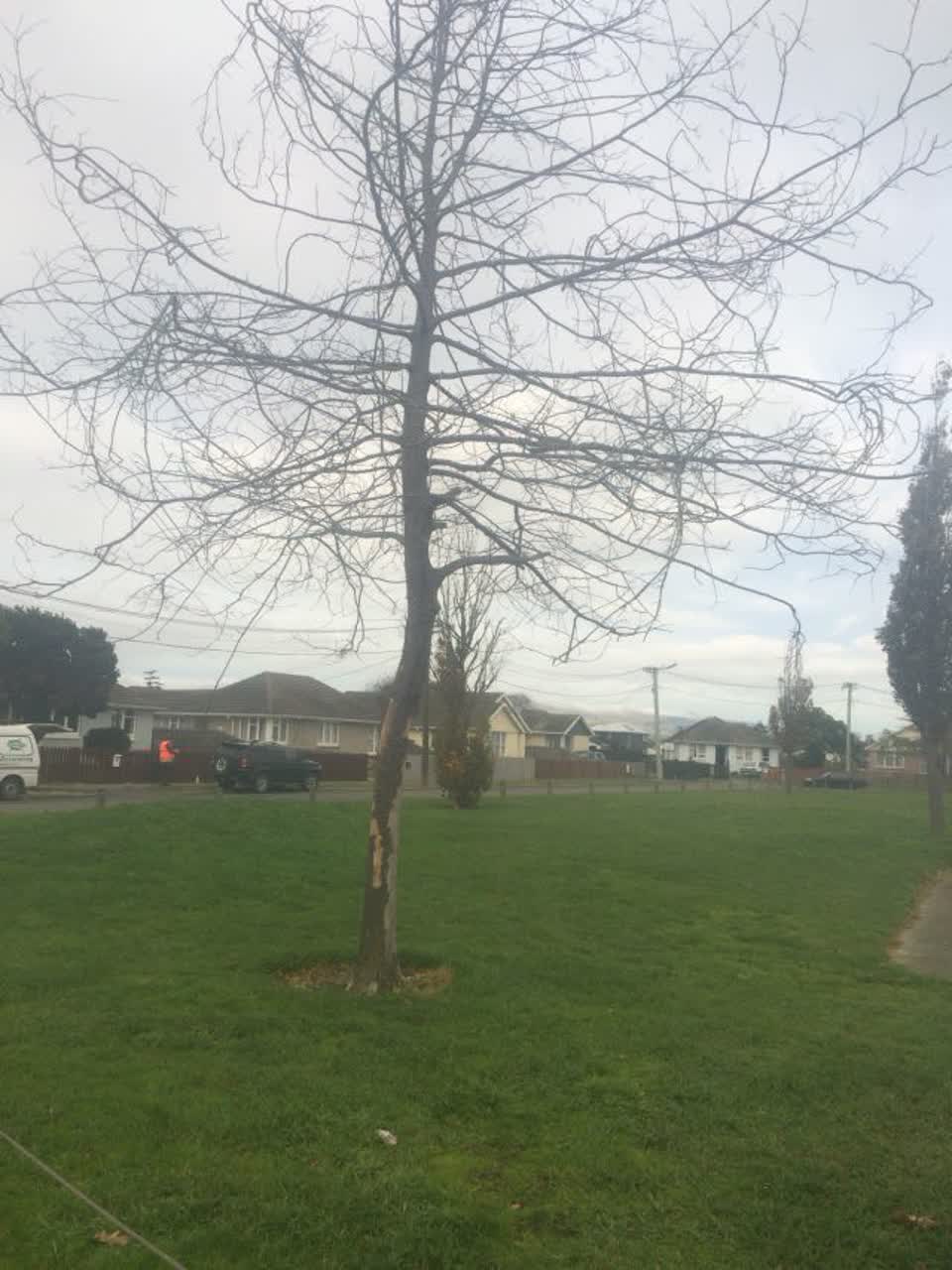 The photograph attached to this parks report