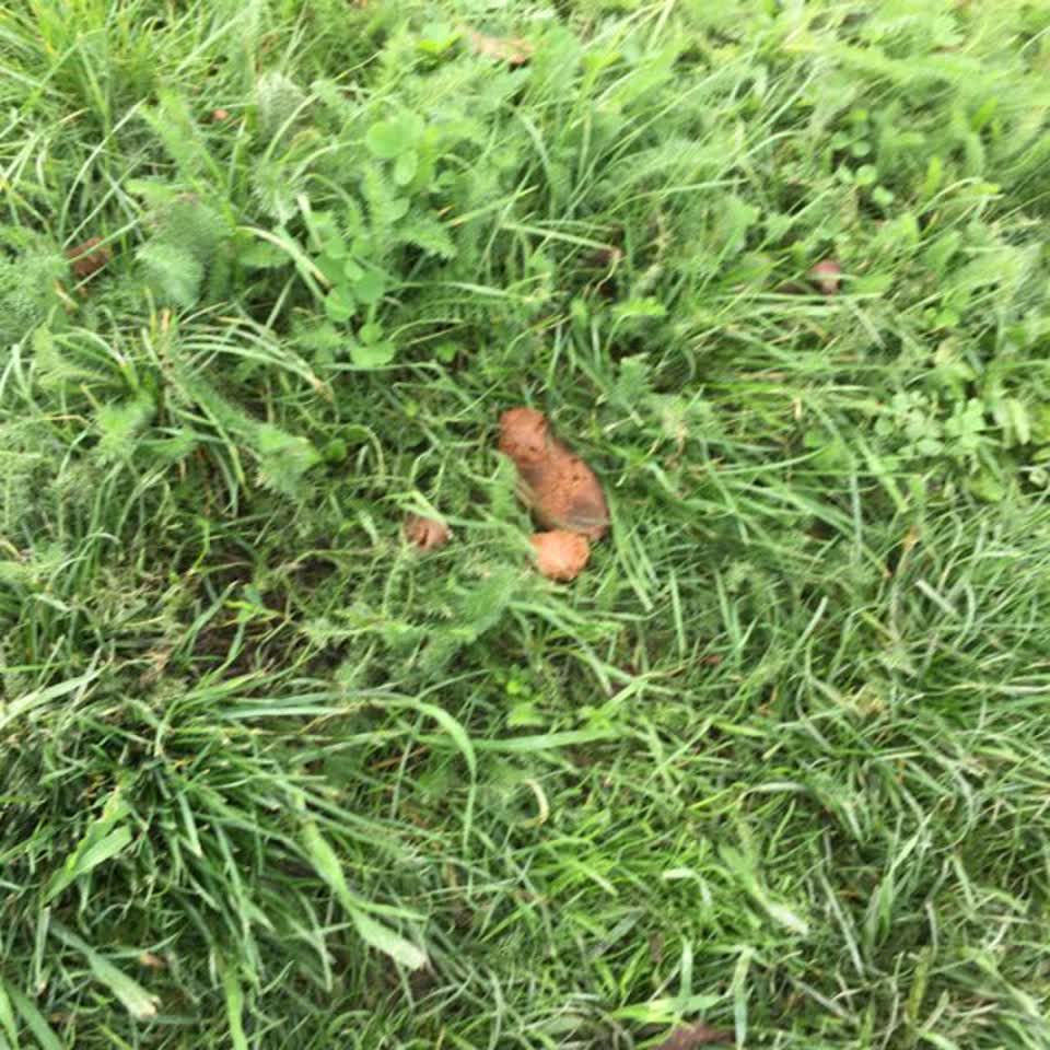 The photograph attached to this parks report