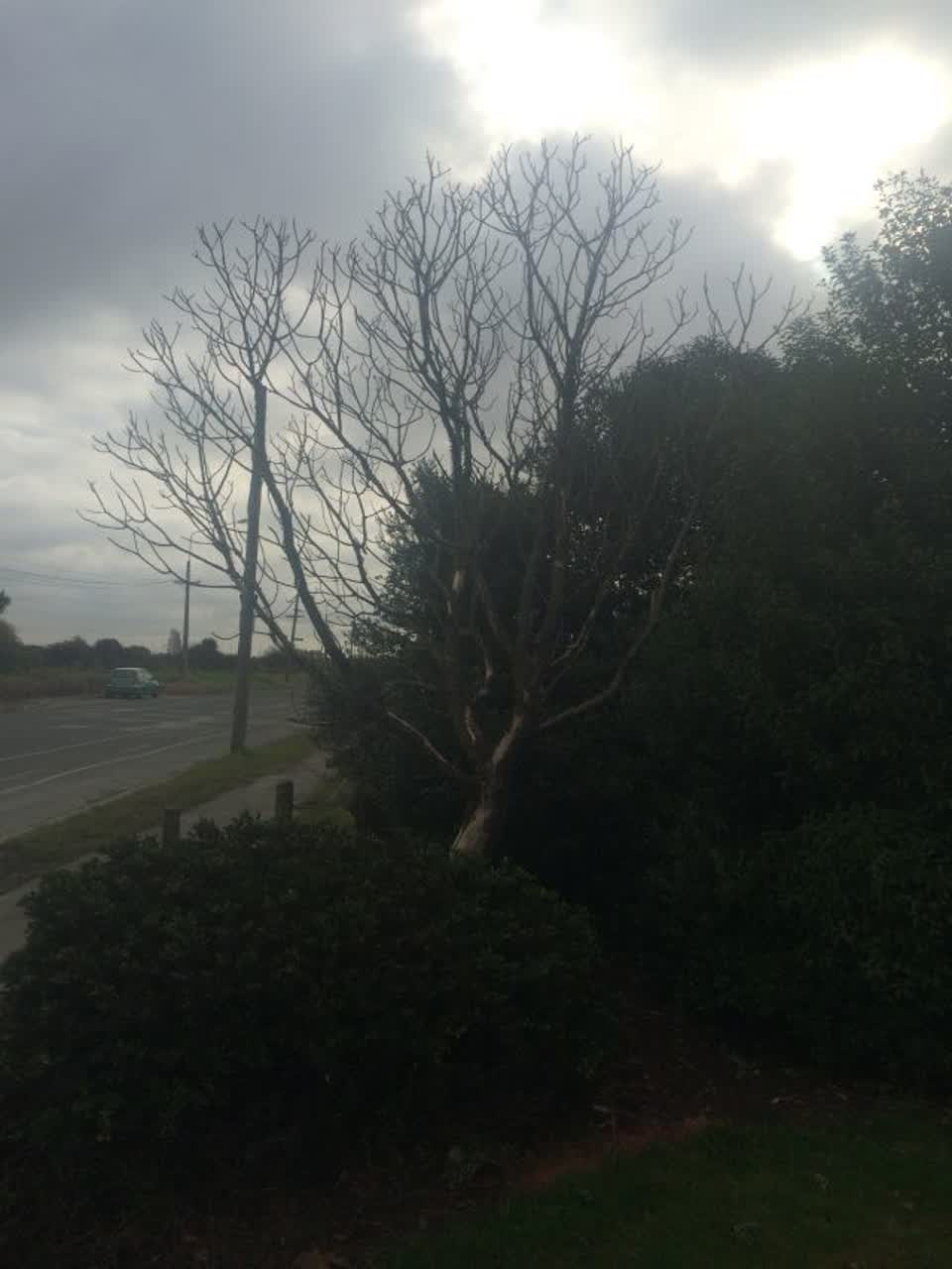 The photograph attached to this parks report