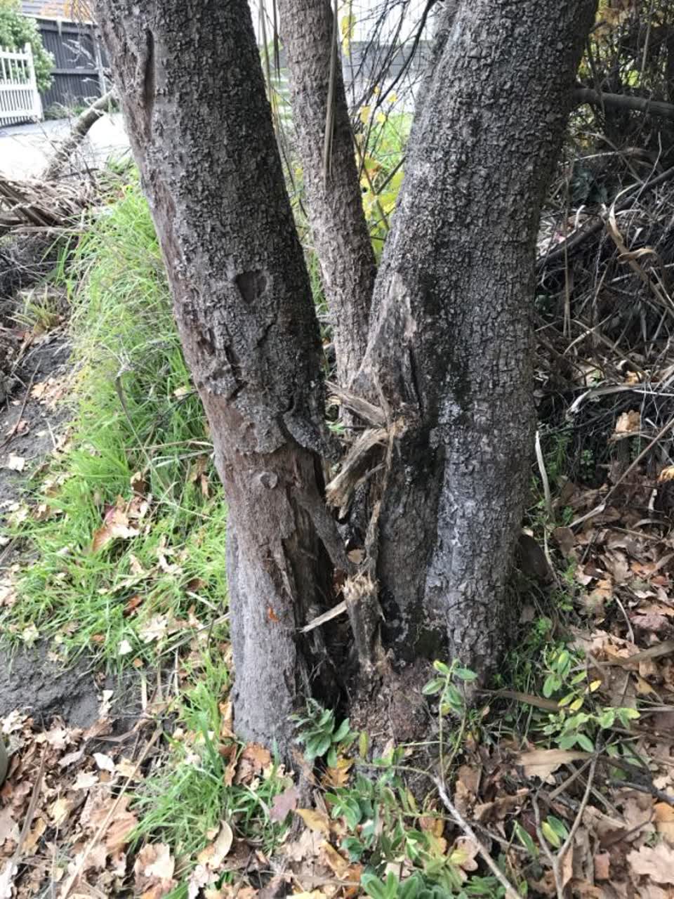 The photograph attached to this parks report