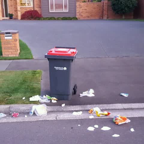 Rubbish/Recycling, a report photo