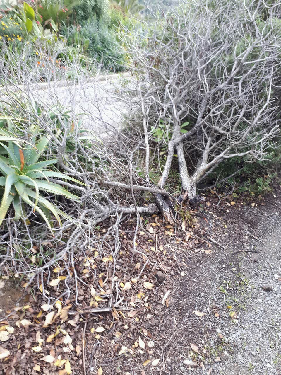The photograph attached to this parks report