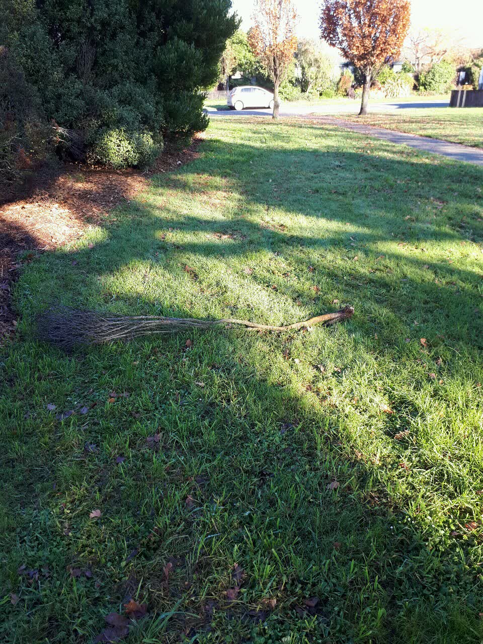 The photograph attached to this parks report