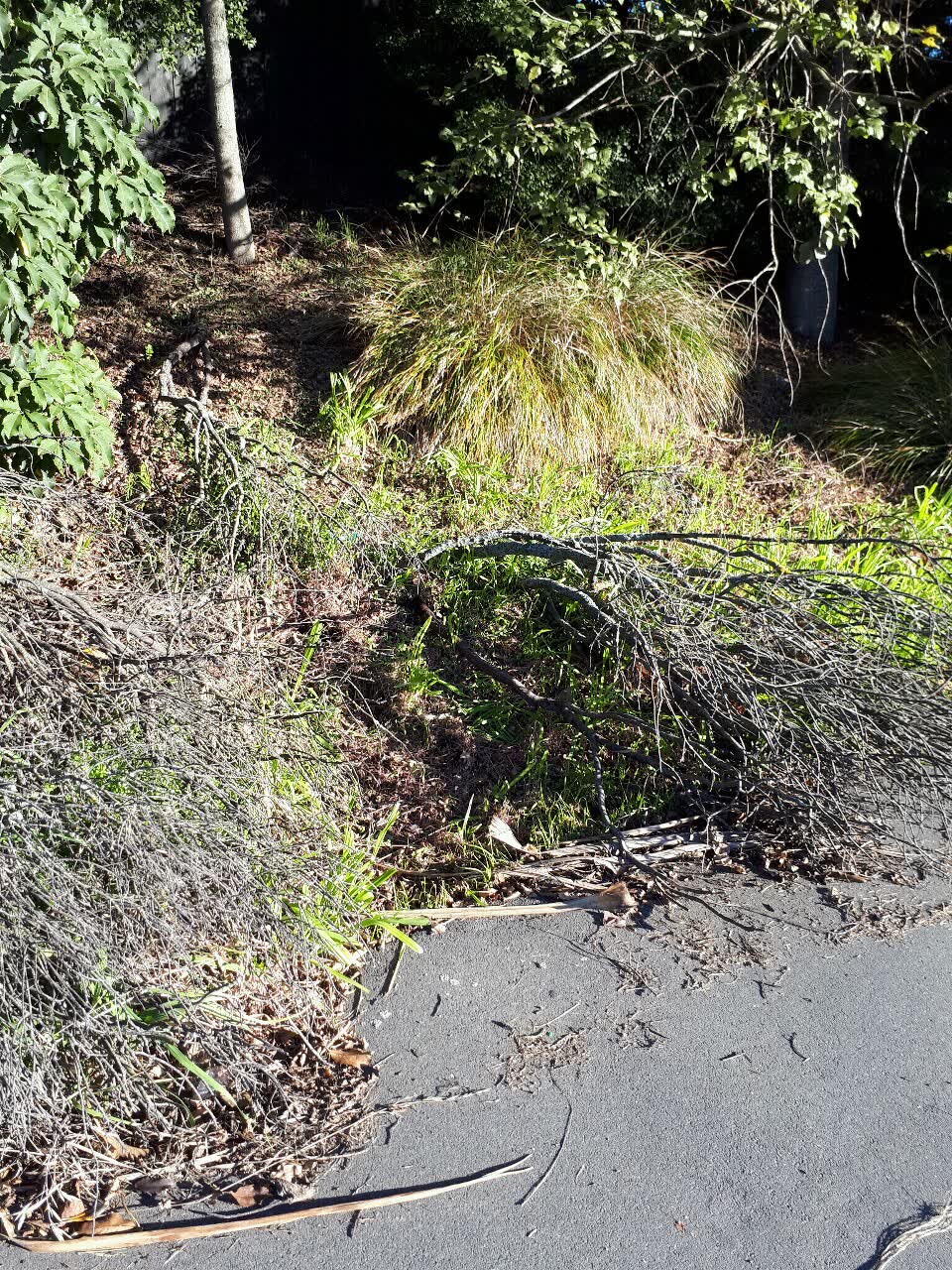 The photograph attached to this parks report