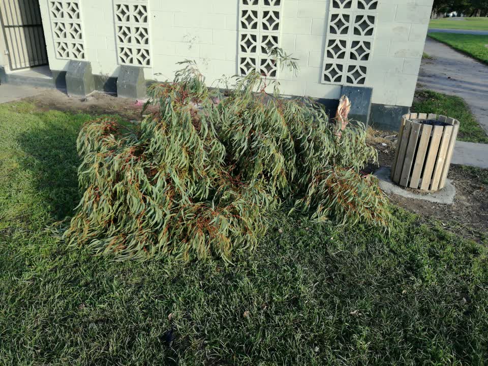 The photograph attached to this parks report