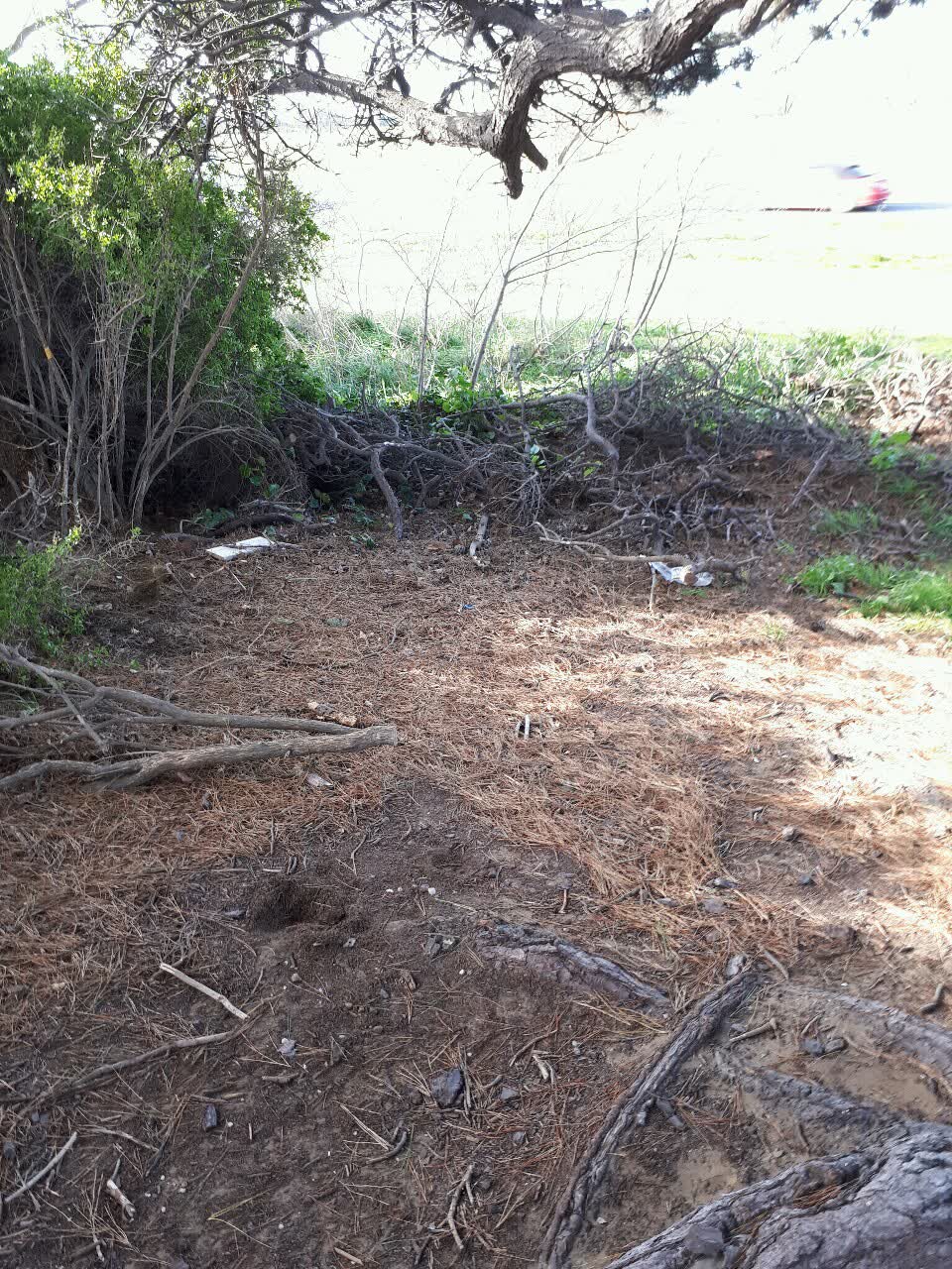 The photograph attached to this parks report