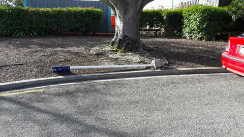 Roading/Streets, a report photo