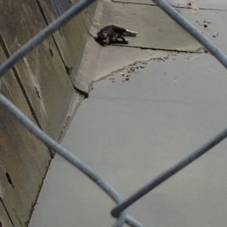 The photograph attached to this wastewater/stormwater report
