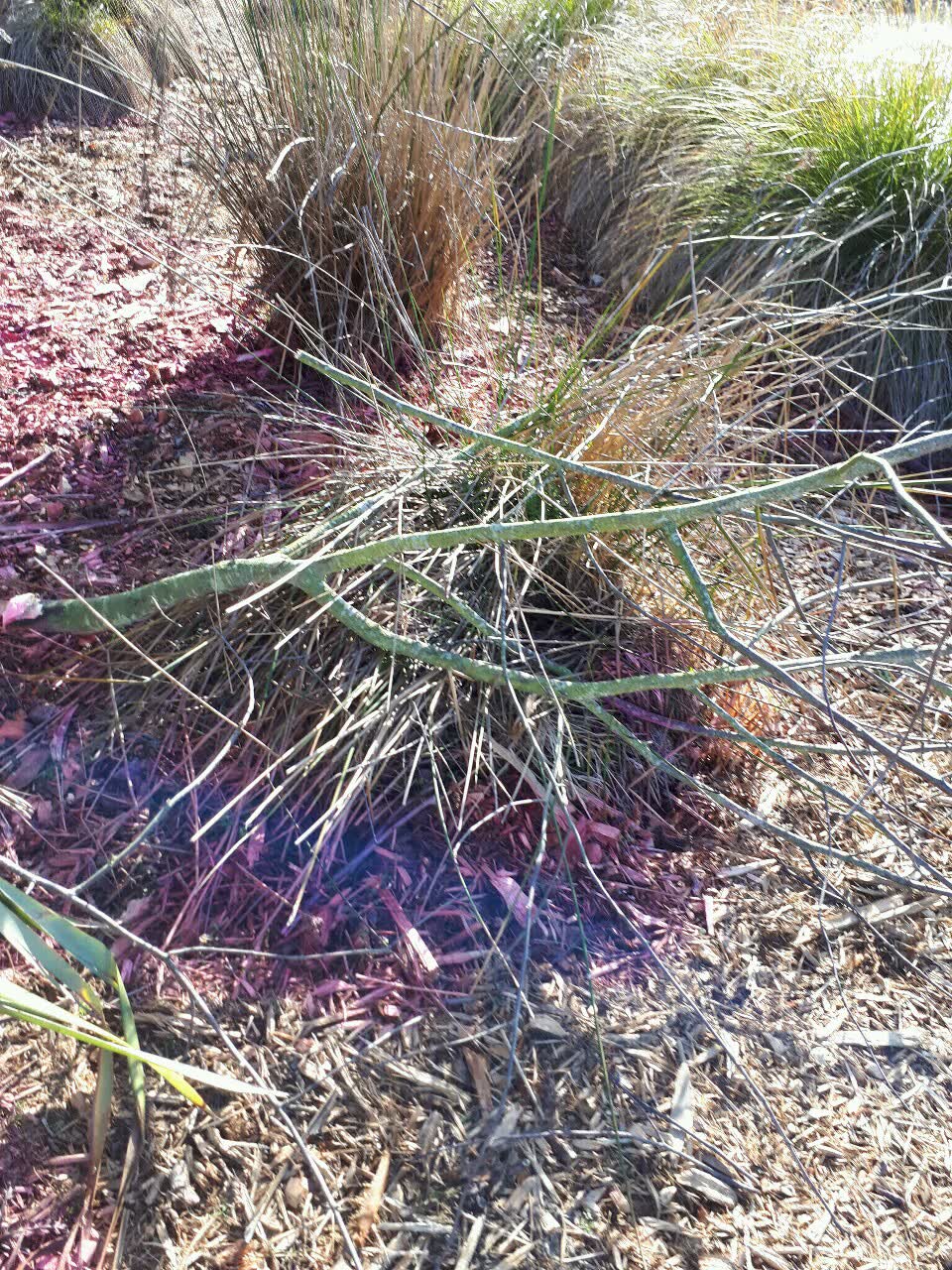 The photograph attached to this parks report