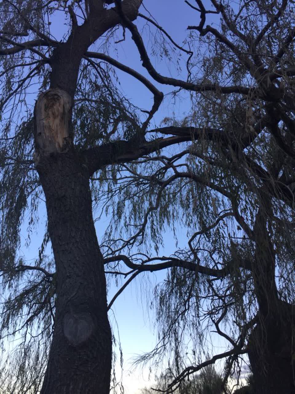 The photograph attached to this parks report