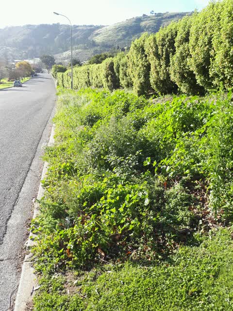 Roading/Streets, a report photo