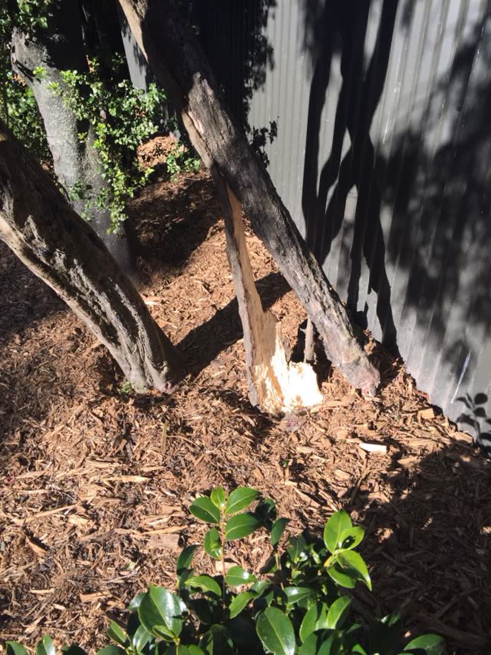The photograph attached to this parks report