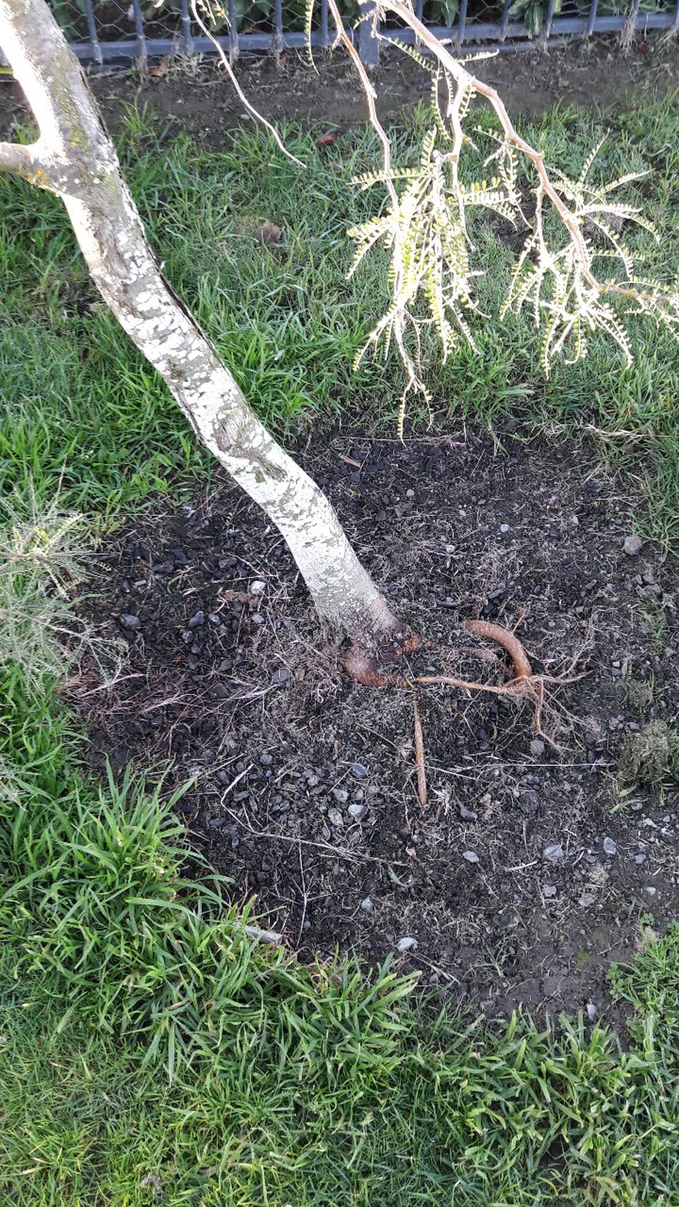 The photograph attached to this parks report